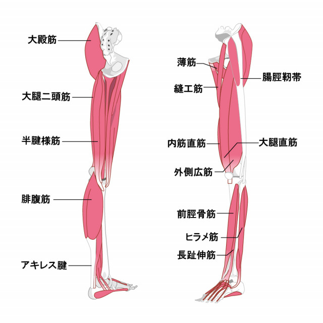 肉離れとは?