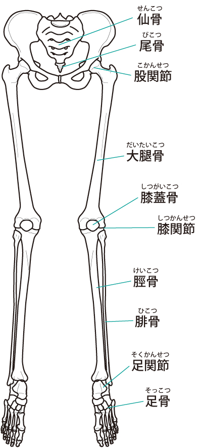 当院が考える変形性膝関節症の原因は?
