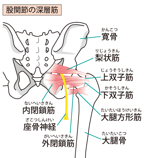 股関節まわり