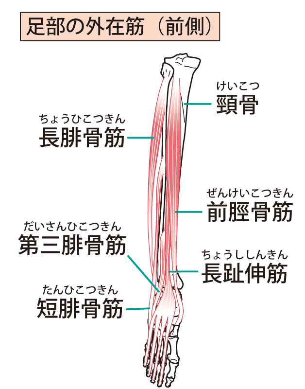 足の筋肉・骨のイラスト