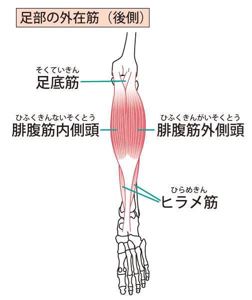 アキレス腱炎への当院でのアプローチ