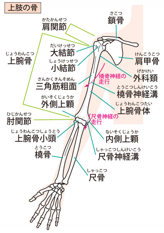 手根管症候群への当院のアプローチ
