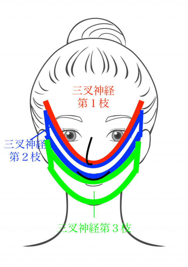 三叉神経のイラスト